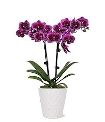 Flowers posh purple for sale  Delivered anywhere in USA 