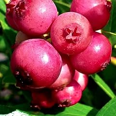 Pink lemonade blueberry for sale  Delivered anywhere in USA 