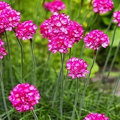 100pcs viola armeria for sale  Delivered anywhere in UK