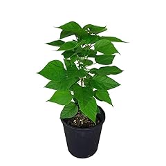 Pianta catambra vaso usato  Spedito ovunque in Italia 