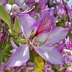 Pianta vera bauhinia usato  Spedito ovunque in Italia 
