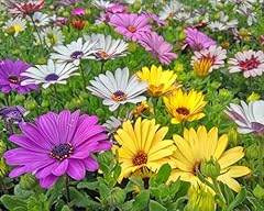 African daisy seeds for sale  Delivered anywhere in USA 