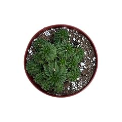 Suzanne spurge inch for sale  Delivered anywhere in USA 