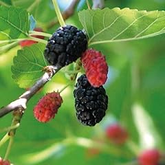 Schwarze maulbeere garten gebraucht kaufen  Wird an jeden Ort in Deutschland