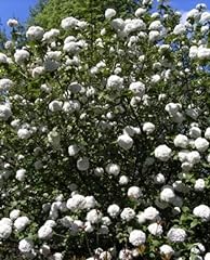 Großblumiger duft schneeball gebraucht kaufen  Wird an jeden Ort in Deutschland