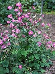 Perennial farm marketplace for sale  Delivered anywhere in USA 