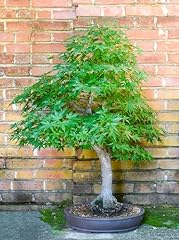 Green japanese maple for sale  Delivered anywhere in USA 