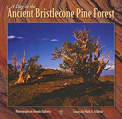 Day ancient bristlecone for sale  Delivered anywhere in USA 