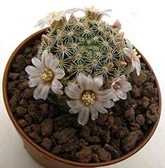 Portal cool mammillaria usato  Spedito ovunque in Italia 