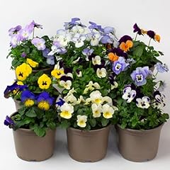 Pansy viola plants for sale  Delivered anywhere in UK