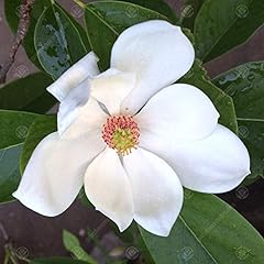 Magnolia porcelain dove for sale  Delivered anywhere in UK