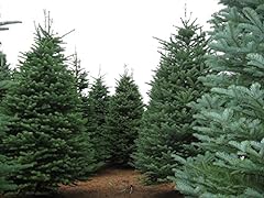 Noble fir abies for sale  Delivered anywhere in USA 