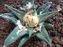 Ariocarpus trigonus kotschoube usato  Spedito ovunque in Italia 