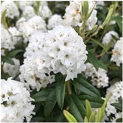 Litre dwarf rhododendron for sale  Delivered anywhere in UK