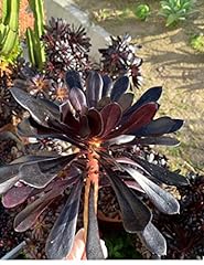 Cuttings live aeonium for sale  Delivered anywhere in USA 