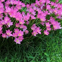 Zephyranthes zwiebeln winterli gebraucht kaufen  Wird an jeden Ort in Deutschland