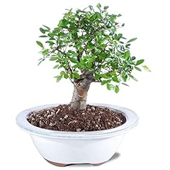 Brussel bonsai ct9005ce for sale  Delivered anywhere in USA 