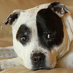 Staffie staffordshire bull for sale  Delivered anywhere in UK