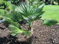 Trachycarpus wagnerianus WAGGIE Palma Comune HARDYSeeds! usato  Spedito ovunque in Italia 