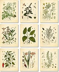 Vintage botanical prints for sale  Delivered anywhere in USA 