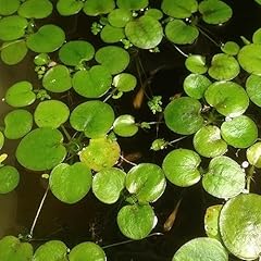 Pianta stagno lemna usato  Spedito ovunque in Italia 