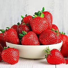 Gardenersdream strawberry camb for sale  Delivered anywhere in UK