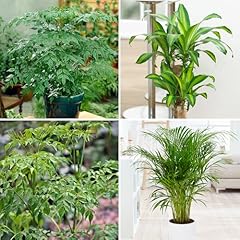 Yougarden evergreen indoor for sale  Delivered anywhere in UK