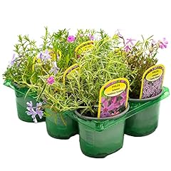 Phlox plants hardy for sale  Delivered anywhere in UK