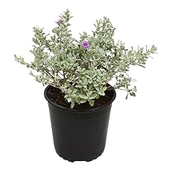 Silverado sage plant for sale  Delivered anywhere in USA 