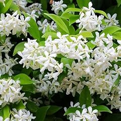 100 climbing jasmine for sale  Delivered anywhere in USA 