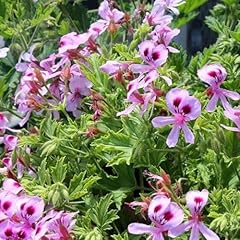1000 citronella plant for sale  Delivered anywhere in USA 
