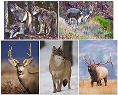 Wild animals deer for sale  Delivered anywhere in USA 