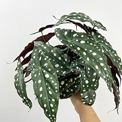Shirfloral 2pcs begonia for sale  Delivered anywhere in USA 