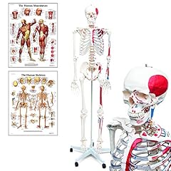 Elementary anatomy mike gebraucht kaufen  Wird an jeden Ort in Deutschland