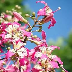 Chuxay garden chorisia for sale  Delivered anywhere in USA 