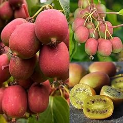Actinidia ananasnaya kiwi for sale  Delivered anywhere in UK