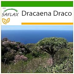 SAFLAX - Drago de Canarias - 5 semillas - Con sustrato segunda mano  Se entrega en toda España 