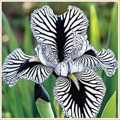 Hardy perennial iris for sale  Delivered anywhere in UK