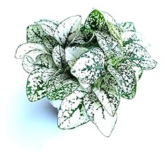 Hypoestes white splash for sale  Delivered anywhere in USA 