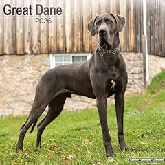 Great dane 2026 for sale  Delivered anywhere in UK