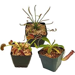 Carnivorous plant beginner for sale  Delivered anywhere in USA 
