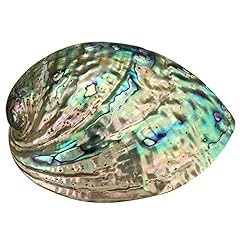 Yyw abalone shell for sale  Delivered anywhere in UK