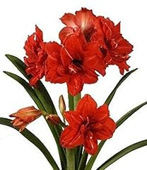 Red peacock amaryllis for sale  Delivered anywhere in USA 