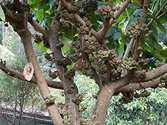 Elephant ear fig for sale  Delivered anywhere in USA 