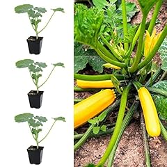 Courgette plant taxi for sale  Delivered anywhere in UK