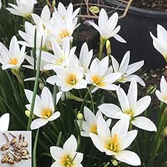 10pcs snowdrops bulbs for sale  Delivered anywhere in USA 