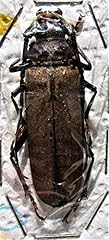 Longhorn beetle callipogon for sale  Delivered anywhere in USA 