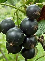 Black currant blackcurrant for sale  Delivered anywhere in USA 