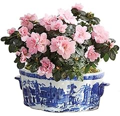 Winward blue white for sale  Delivered anywhere in USA 