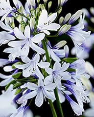 Garden agapanthus fireworks for sale  Delivered anywhere in UK